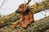RODESIAN RIDGEBACK 178
